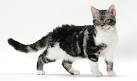 American Wirehair Cat Breed Information, Pictures ...