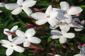 Pakistan Poet S Jasmine Fragrant Flowers Flowers National Animal