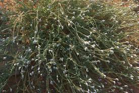 Image result for Heliotropium supinum