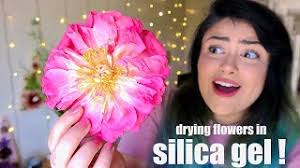 Flower preservation, dried flowers from funeral encased by suspended in time of layton. Drying Real Flowers In Silica Gel Youtube