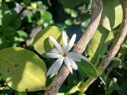 Image result for Jasminum stenolobum