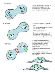 G1= cells increase in size. Cell Cycle