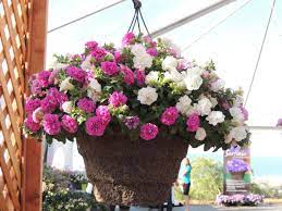 Crushing On Salmon Hanging Baskets Petunia Hanging Baskets Petunia Plant