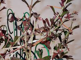 Add perlite to lighten it and increase its drainage capability. Hoya Manipurensis Is Covered In Seed Pods Vermont Hoyas