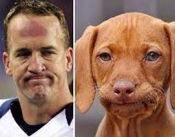 Just take a look at this fun series of dogs that look like their owners created by british this time gethings brought the best appearance traits of both people and their beloved pet dogs to the public eye by pairing them together. What Makes People Look Like Their Dogs Science Has The Answer