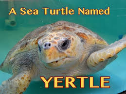 Dogs love to chew on bones, run and fetch balls, and find more time to play! A Sea Turtle Named Yertle Kid Zone National Center On Improving Literacy