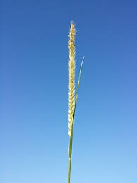 Image result for Cenchrus trisetus