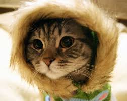 This point of view will also help you get natural shots. A Cute Cat Joker Yogi