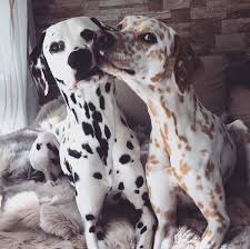 Black And Lemon Dalmatians Dog Training Easiest Dogs To Train Dog Training Obedience