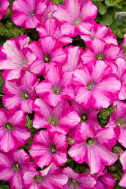 Supertunia Raspberry Blast Petunia Hybrid Annual Flowers Petunias Petunia Plant