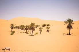 Are you looking for suitable accommodations in taghit? Palm Trees In The Outskirts Of Taghit Algeria Stock Photo Picture And Royalty Free Image Image 97618779