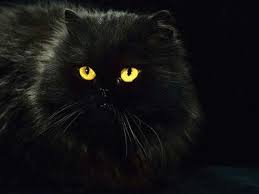 Black And White Persian Cat With Blue Eyes Pin By Moth On Oc Wc Fudge Fluffy Black Cat Black Cat Art Cat Wallpaper