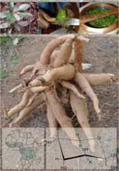 Image result for Dracaena camerooniana