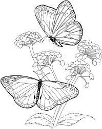 Realistic monarch butterflies and flowers coloring page. Butterfly Coloring Page Butterfly Coloring Page Flower Coloring Pages Coloring Pages