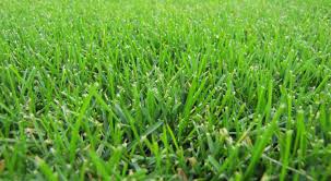 This customer lives in torrance and has a 100 lb dog that will be using. The Best Grass For Dogs Happy Dogs And A Good Looking Lawn