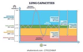 Image result for Vital Capacity