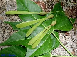 Image result for Gyrocarpus