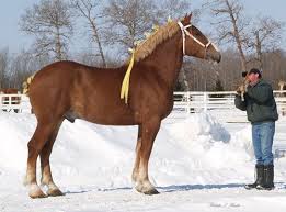 Thank you again to jenna hovermale and brandy for making us feel wel.come as we visited the beautiful office of the belgian draft horse corp. Belgian Horses Google Search Horses Belgian Draft Horse Belgian Horse