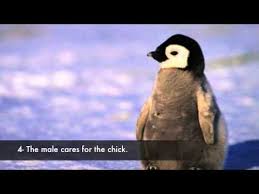 Emperor penguins are truly beautiful birds. The Life Cycle Of Penguins Youtube
