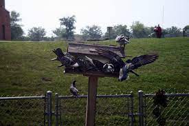 Choose clear areas with thick brush or shrubs nearby. 5 Ways To Keep Pigeons Away From Your Feeder