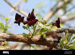 Image result for Markhamia zanzibarica