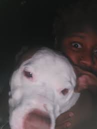 Beef, lamb, or turkey dog food alternatives?