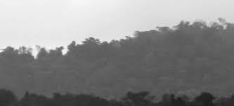 Image result for Rhytachne subgibbosa