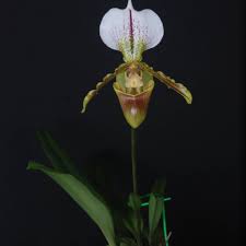 The majority occupy habitats which are exposed to wind. Mottled Leaves Paphiopedilum Leeanum Facebook