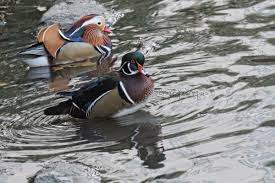 The claws allow them to perch on branches, and in the case of baby mandarin ducks, one paper says that when they're as young as one day old, they can dig those claws into wood, then leap half a foot, and then dig in the. The Last Leaf Gardener It S A Mallard Something Hybrid