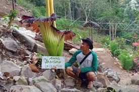 Gambar yang kedua juga merupakan contoh gambar bunga raflesia arnoldi yang indah dan eksotis. Bunga Bangkai Bunga Raksasa Langka Telah Mekar Di Air Terjun Tirai Antara News