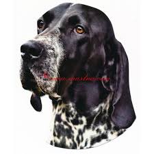 Image result for auvergneský ohař