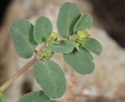 Image result for Euphorbia serpens