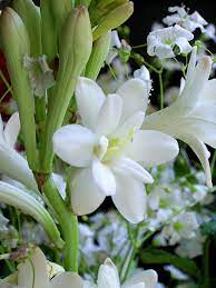 Hoa loa kèn đỏ còn được gọi là hoa lan huệ đỏ và có tên khoa học là amaryllis. Huá»‡ Wikipedia Tiáº¿ng Viá»‡t