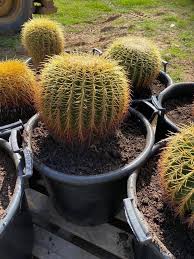 Alibaba.com offers 1,654 golden barrel cactus products. Golden Barrel Cactus Designer Trees Australia