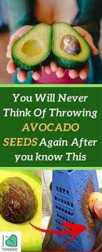 You Will Never Think Of Throwing Avocado Seeds Again After You Know This Higher Life Benefits Of Eating Avocado Avocado Health Benefits Healthy