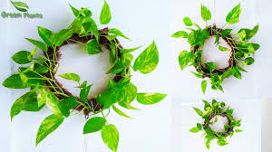 They are very unique and interesting. Make A Money Plant Wreath Living Wall Wedding Decoration Green Plants Youtube