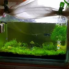 These are namely the eleocharis parvula, eleocharis acicularis 'mini', and eleocharis belem which remains the smallest of all three. Aquarium Carpet Grass Gardening Plants On Carousell