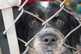 Best friends animal society is focused on stopping the killing of nearly 4 million pets in shelters all across america. This Bitch Craves Attention Animal Welfare In Los Angeles No Kill Does Not Mean No Death It S Often Worse