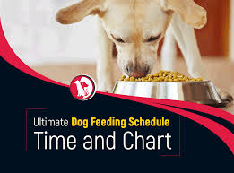 The Ultimate Dog Feeding Schedule Time And Chart