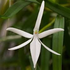 Image result for Jumellea usambarensis