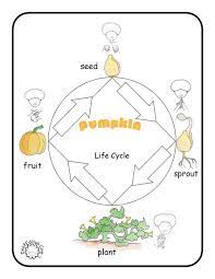 Asl Poster And Worksheets For Fall Deafedhub Com Pumpkin Life Cycle Life Cycles Plant Life Cycle Worksheet