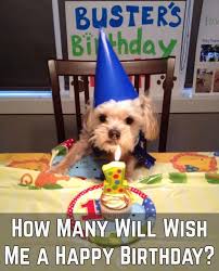 This may sound a bit extra to some, but my dog's birthday would have been incomplete if i had not announced it to the whole world. Cute Dogs Happy Birthday Buster Facebook