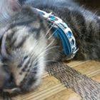 Resepi Biskut Buah Kana Resepi Biskut Raya 2015 Resep Makanan Makanan Resep