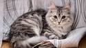 Siberian Cat — Full Profile, History, and Care