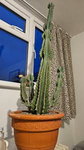 Image result for Euphorbia fortissima