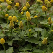 Image result for Spilanthes costata