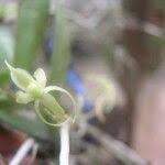 Image result for Angraecum moandense
