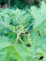 Image result for Girardinia diversifolia