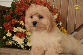 F1 cavachon puppies ready for new homes on 28th feb mum our lovely pet. Dawn Cavachon Puppy For Sale In Dundee Ny Happy Valentines Day Happyvalentinesday2016i