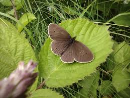 Image result for Aphantopus hyperantus